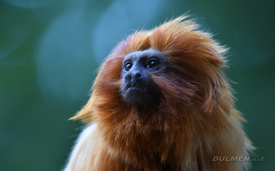 Golden lion tamarin (Leontopithecus rosalia)